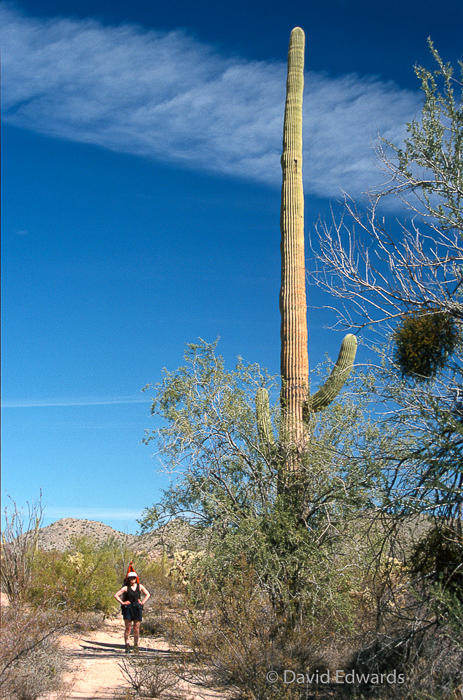 Saguaro Cactus