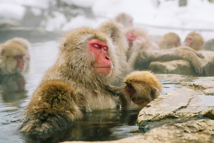 Snow Monkeys in Yudanaka