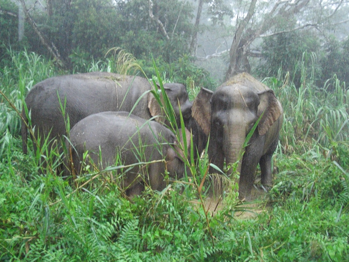 Pygmy Elephants