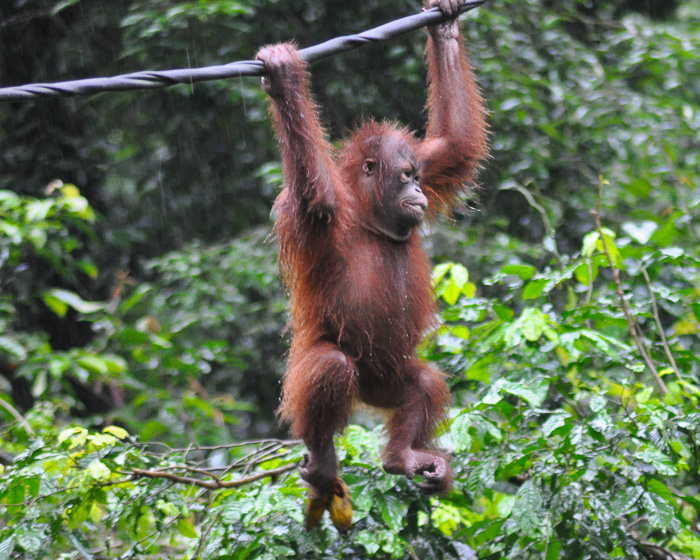 Orang-Utan