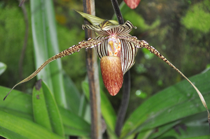 Slipper Orchid