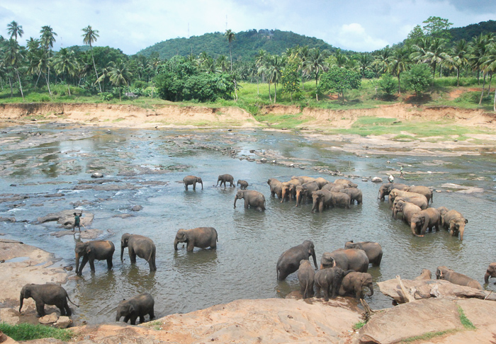 elephants bathing