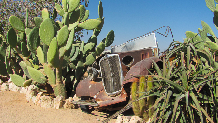 rusted old car and large cacti