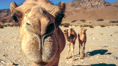 camel close-up