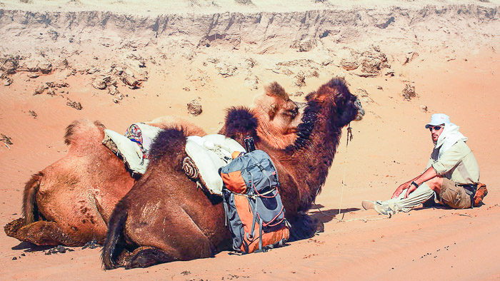 Usbek camel run