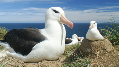 Falklands albatrosses