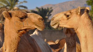 Tow camels