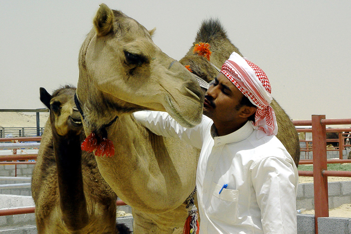 Camel and owner