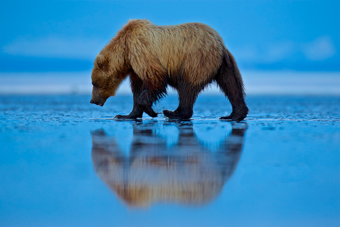 Brown bear