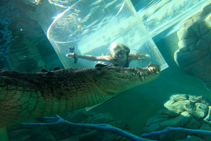 diving with crocs