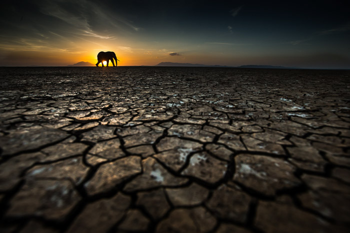 elephant sunset