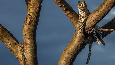 leopard in a tree