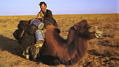 loading a camel