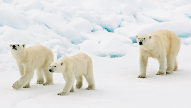 Polar bears