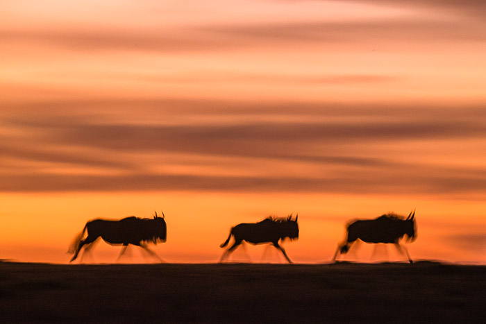 wildebeest sunset