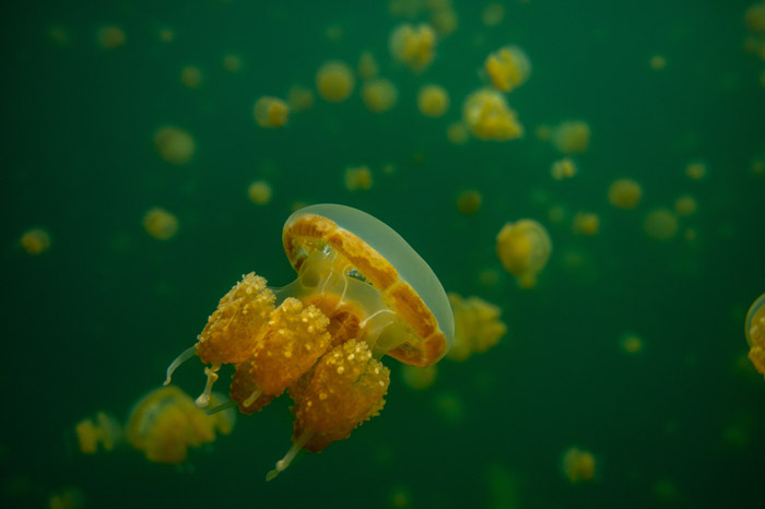jellyfish