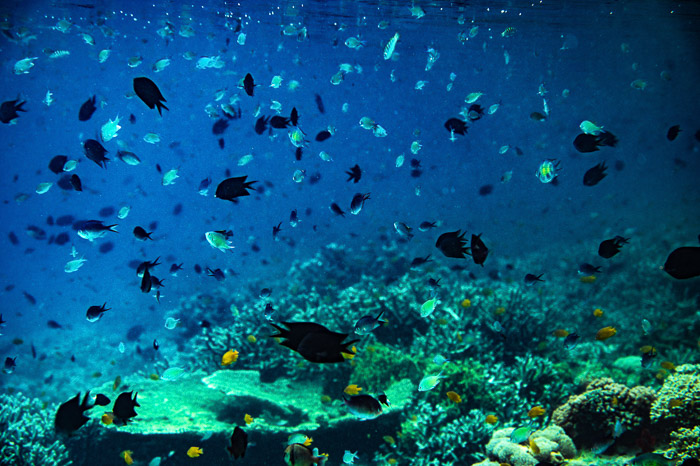 reef fish